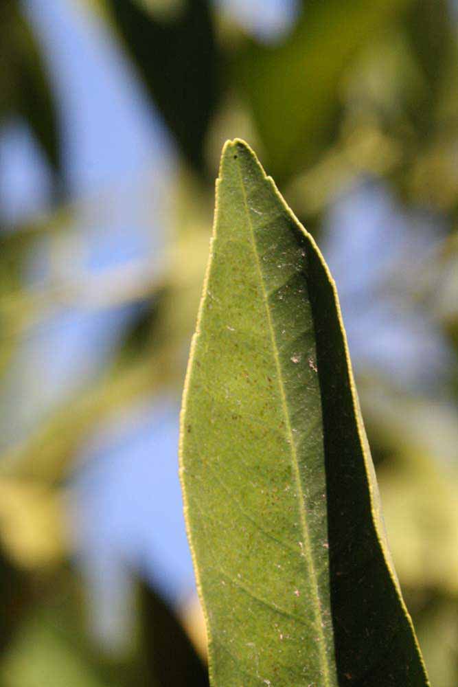              Margin (Riverside, CA)       